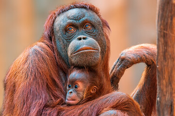 orangutan mother cares for her baby - obrazy, fototapety, plakaty