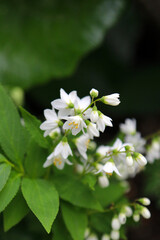 Rare seed white mountain flower 