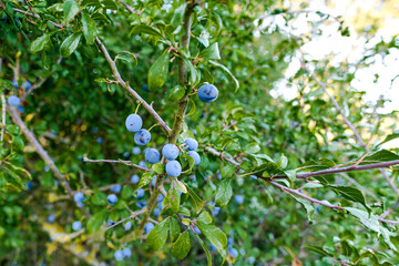 Close-up shot of sloe berries growing wild in a hedge