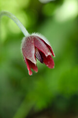 Dark wine red Nodding anemone flower
