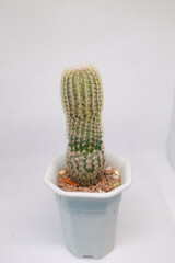 Cactus, a plant in the family Cactaceae, is a plant native to the desert. Cactus can stand still. even in the barren desert Mammillaria elongata, Golden Lace Cactus or Cactus Native to central Mexico