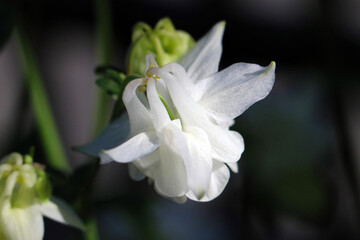 White Columbine flower closeup macro photograph. 白花オダマキの花をマクロ接写撮影。