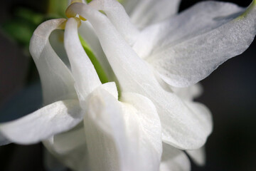 White Columbine flower closeup macro photograph