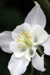 Fototapeta na wymiar White Columbine flower closeup macro photograph. 白花オダマキの花をマクロ接写撮影。