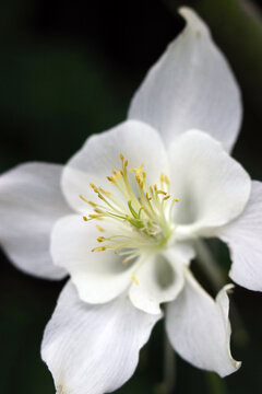 White Columbine flower closeup macro photograph. 白花オダマキの花をマクロ接写撮影。