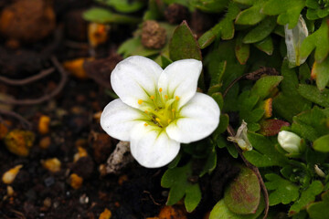 Irish saxifrage flower blooming on a hill side shade