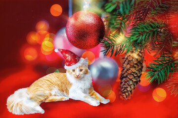Fototapeta na wymiar A fluffy red cat lies in a Santa Claus hat under a Christmas tree. .Collage.