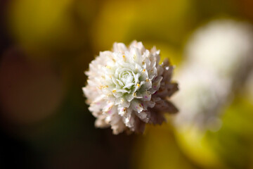 Flower of Globe amaranth closeup macro photo