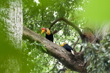 Colorful hornbills couple sitting on the tree branch in the rainforest of Sulawesi island, Indonesia