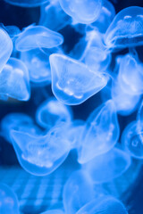 Gros plan de la méduse Sea Moon bleu clair translucide et fond sombre.