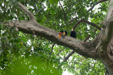 Rare hornbill bird is looking down the tree in a rainforest