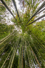 Bamboo 