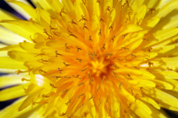 Obraz premium Dandelion named 