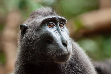 Obraz premium Close-up portrait of Crested black macaque with funny facial expression, Tangkoko National Park, Indonesia