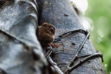 Tiny spectral tarsier on the tree, Tangkoko National Park, Indonesia