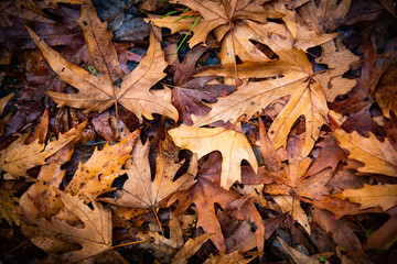Yellow maple autumn leaves foliage in the ground. Fall season nature background