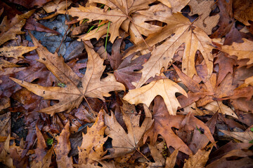 Yellow maple autumn leaves foliage in the ground. Fall season nature background