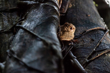 Spectral tarsier sits on the tree,Tangkoko National Park, Indonesia
