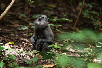 A female Celebes crested macaque sits on the ground and looks up, Tangkoko National Park, Indonesia