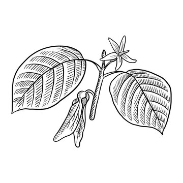 vector drawing branch of dipterocarpus isolated at white background, hand drawn illustration