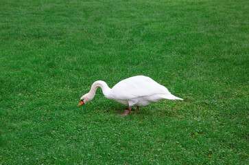 beautiful swan on the grass