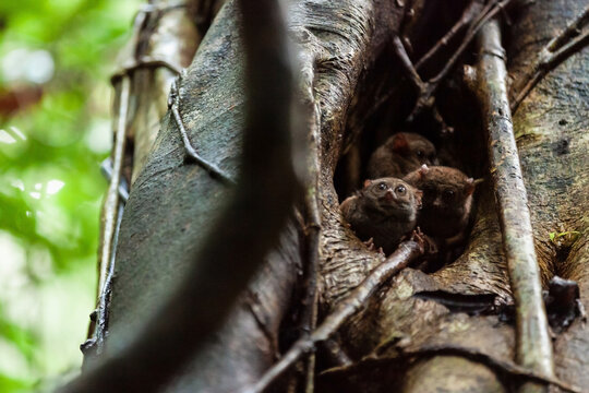 A family of spectral tarsier is peeking out of the tree hollow, Tangkoko National Park, Indonesia
