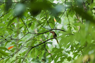Lilac kingfisher is sitting on the tree in the jungle of Tangkoko National Park, Indonesia