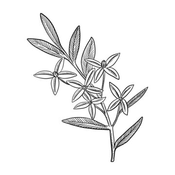 vector drawing branch of boronia isolated at white background, hand drawn illustration