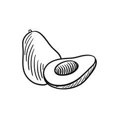 vector avocado, drawing sketch of vegetable isolated at white background,hand drawn illustration