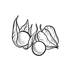 vector drawing sketch of physalis, inka berries, fruits isolated at white background, hand drawn illustration - obrazy, fototapety, plakaty