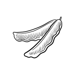 vector drawing carob fruit, dried fruits isolated at white background, hand drawn illustration