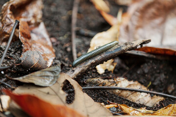 Indonesian millipede in the tropical forest of Tangkoko National Park, Indonesia