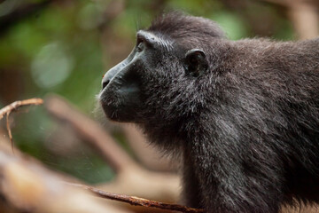 Crested black macaque looks at the spider's web, Tangkoko National Park, Indonesia