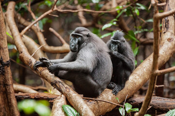 Two Celebes crested macaques taking care of each other, Tangkoko National Park, Indonesia