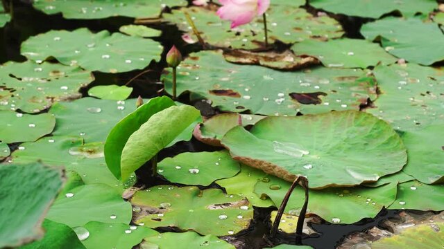 the water on the lotus leaf with the wind blowing.	
