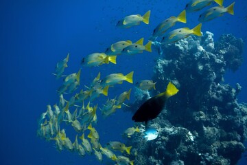 Fototapeta na wymiar The underwater life of the Red Sea