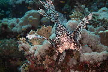 The underwater life of the Red Sea
