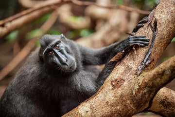 Crested black macaque holds the tree trunk, Tangkoko National Park, Indonesia