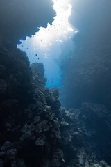The underwater world of the Red Sea