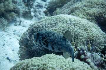The underwater life of the Red Sea