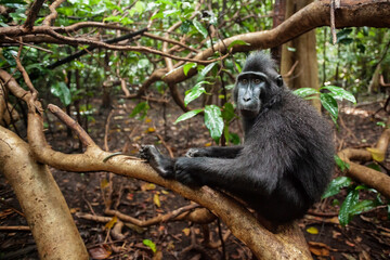 Crested black macaque is comfortably sitting on a tree branch, Tangkoko National Park, Indonesia