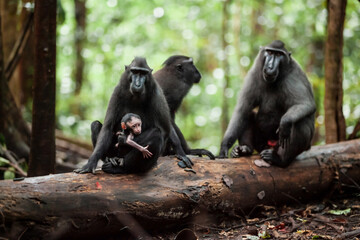 A family of Crested black macaques sitting on a large tree branch on the ground, Sulawesi island, Indonesia