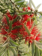 Crimson Bottlebrush Callistemon citrinus in bloom in spring in Lahore Minar e Pakistan. 4K