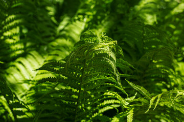 Fern leaves in the forest under the rays of the sun.