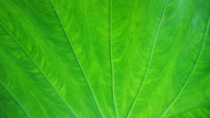 Green leaves with beautiful natural streaks taken from the garden