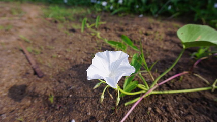 White morning glory flowers naturally occur on the sandy land beside the garden.