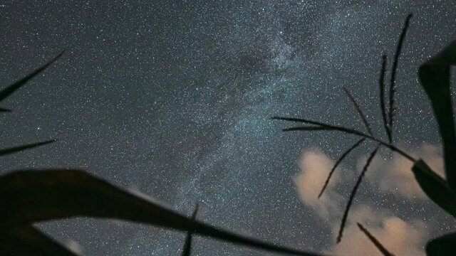 4K Night Starry Sky With Glowing Stars And Meteoric Track Trails Above Green Maize Corn Field Plantation In Summer Agricultural Season. Cornfield In August Month. Agricultural Background Time Lapse