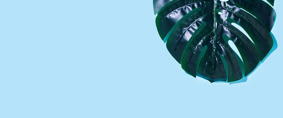 green leaf of monstera on a blue background. Top view, flat lay. Banner