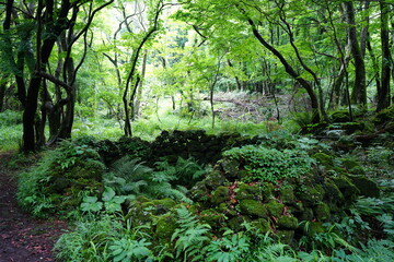 a dense primeval forest and old trees