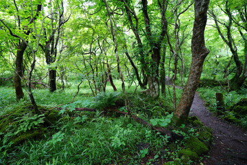 a dense spring forest with mossy rocks and fern